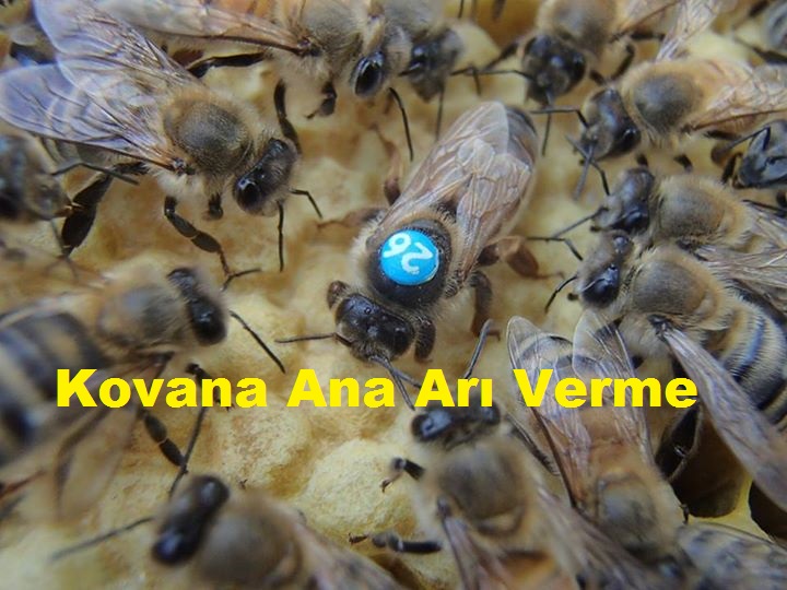 kovana-ana-ari-verme