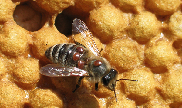 varroa-İle-mücadele-edebilen-bir-irk-amerika'da-İnceleniyor