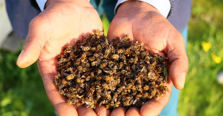 avrupa-birliği-arılara-zararlı-tarım-İlaçlarını-yasakladı