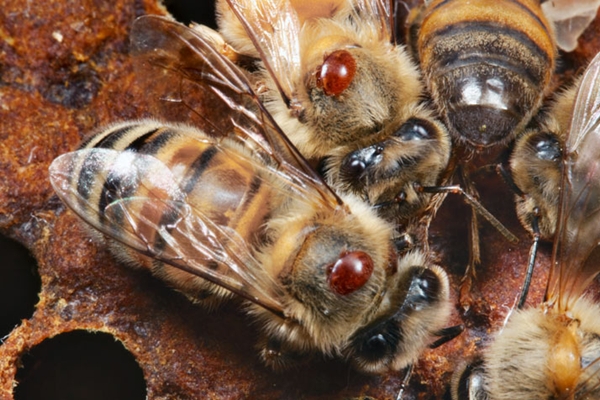 VARROA