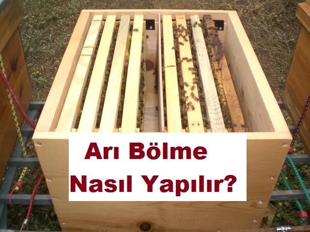 ARI BÖLME NASIL YAPILIR ?